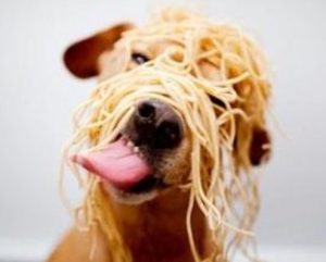 dog with spaghetti on his head