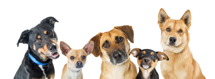 4- Multiple Dogs banner