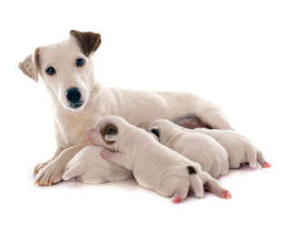 Dog with puppies v2 315