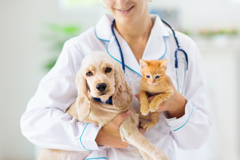 Vet examining dog and cat. Puppy and kitten at veterinarian doctor. Animal clinic. Pet check up and vaccination. Health care for dogs and cats. (Vet examining dog and cat. Puppy and kitten at veterinarian doctor. Animal clinic. Pet check up and vaccin