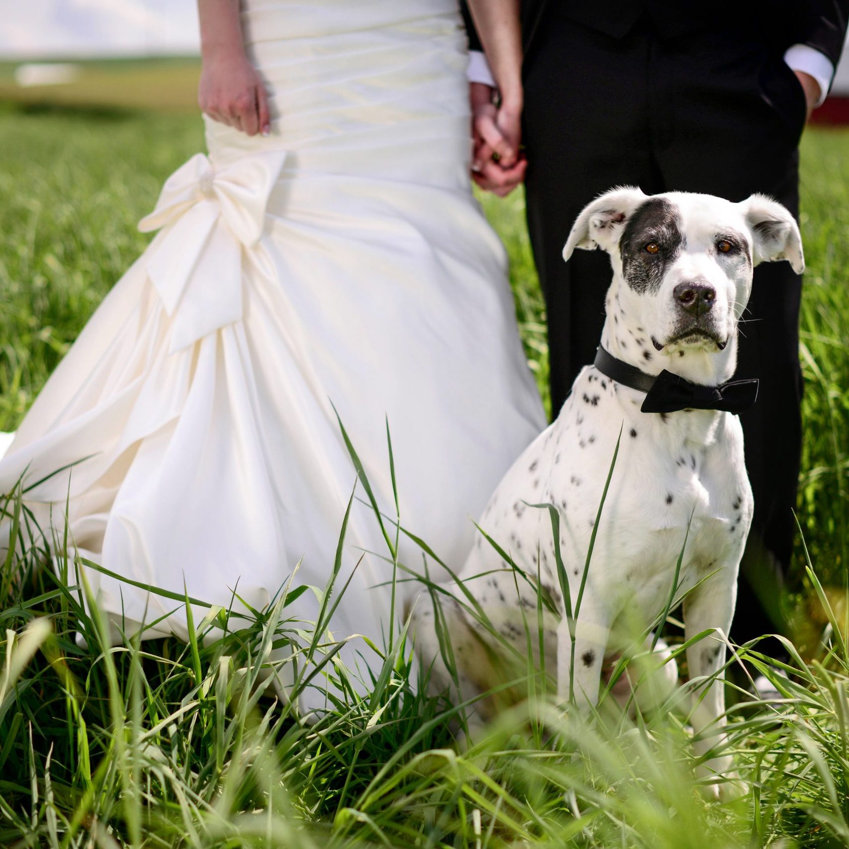 White and black spotted dog with bowtie in front of wedding couple in a field.
